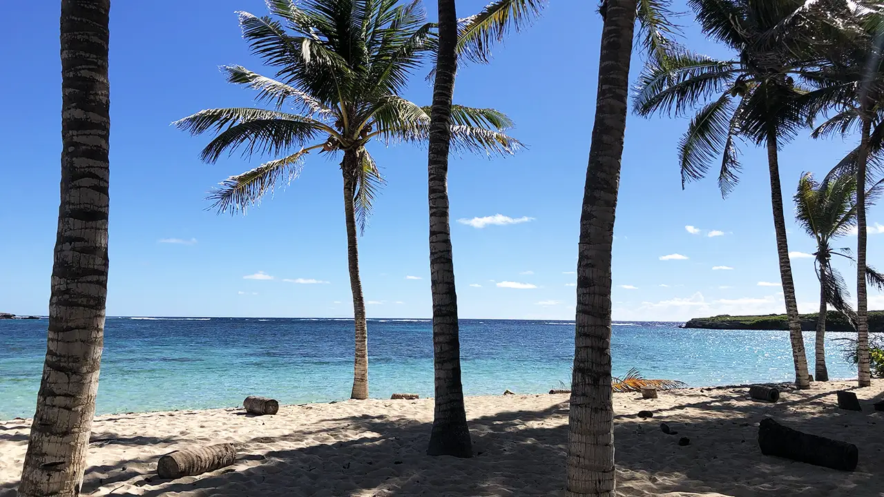 Vue sur le lagon turquoise de Petite-Terre en Guadeloupe à travers les cocotiers